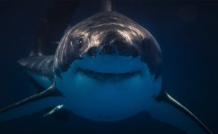 Underwater shot of a shark