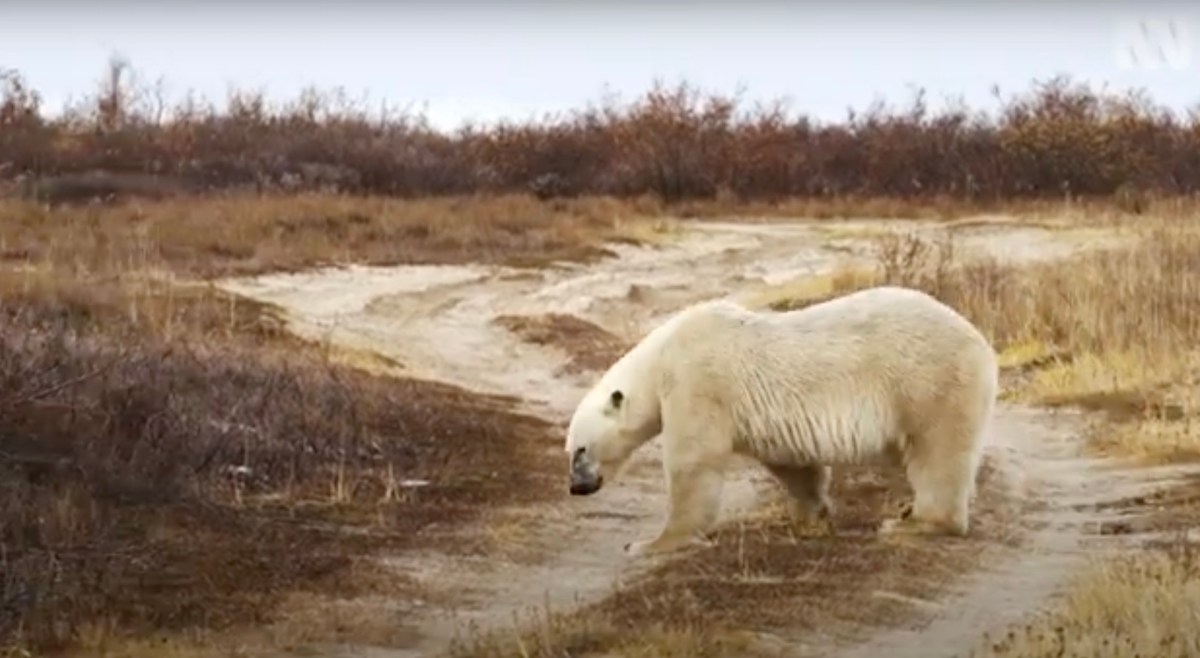 Four Corners: Canada’s Climate War. Image: screenshot/ ABC.