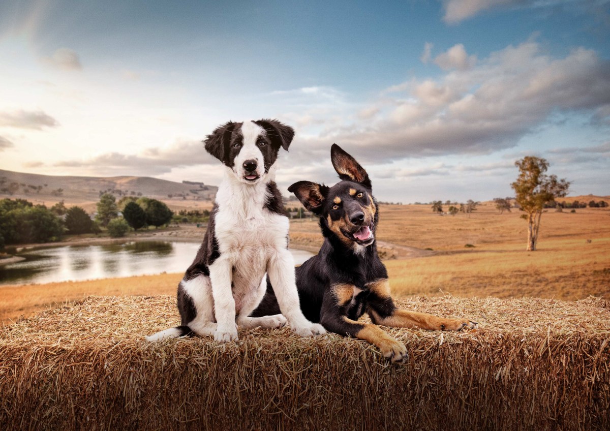 Muster Dogs: Collies And Kelpies. Image: Abc Iview. 