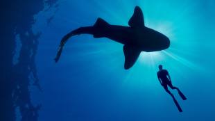 Shark with Steve Backshall. Image: BBC/ ABC iview.